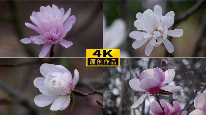 4K各色玉兰花实拍