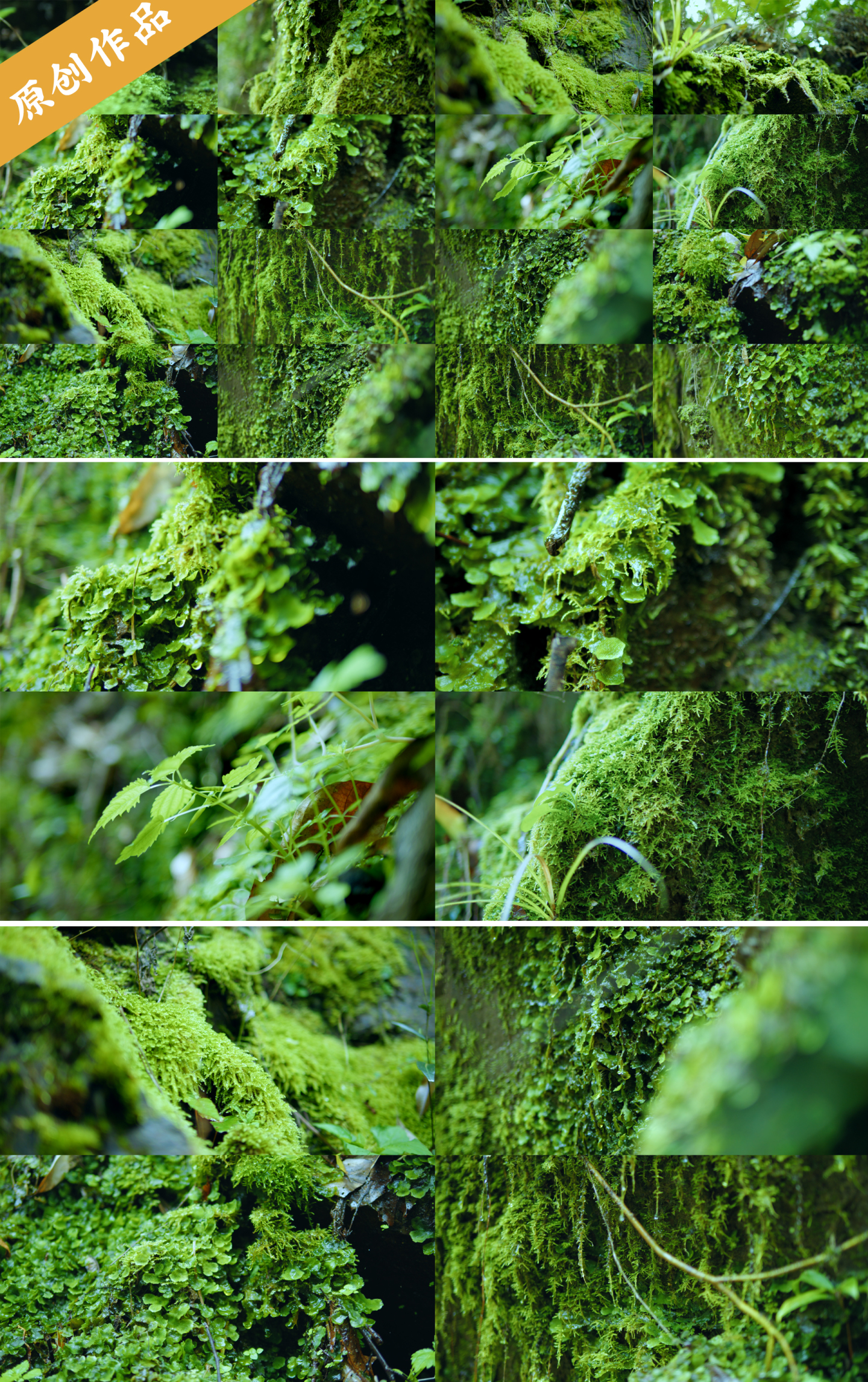 苔藓有机自然生态潮湿森林绿色植物秘境