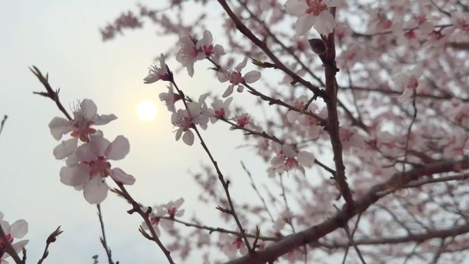春天桃花桃树阳光
