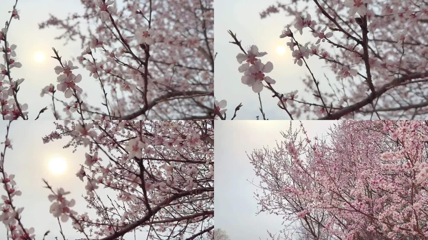 春天桃花桃树阳光