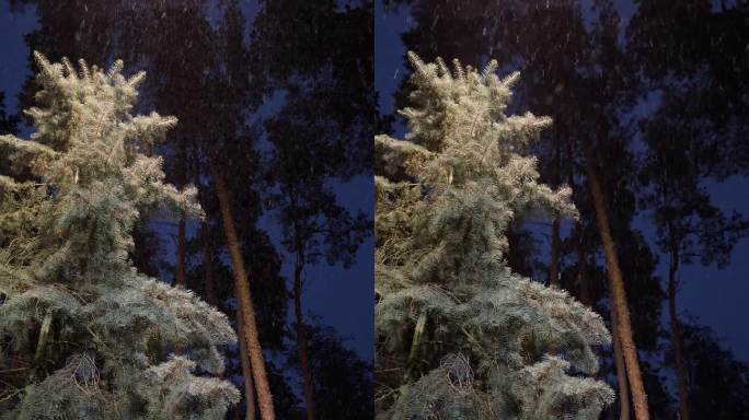 松树林夜下着雪