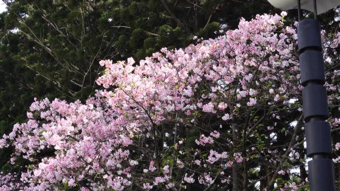 春天的早晨樱花盛开，百花盛开，鸟儿和蜜蜂采集花蜜