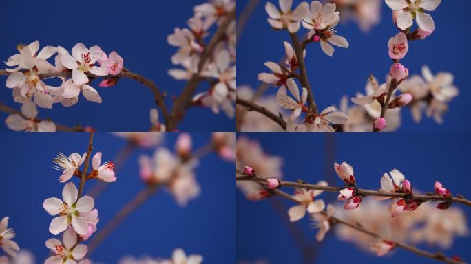 花开延时特写桃花花开过程春天春暖花开