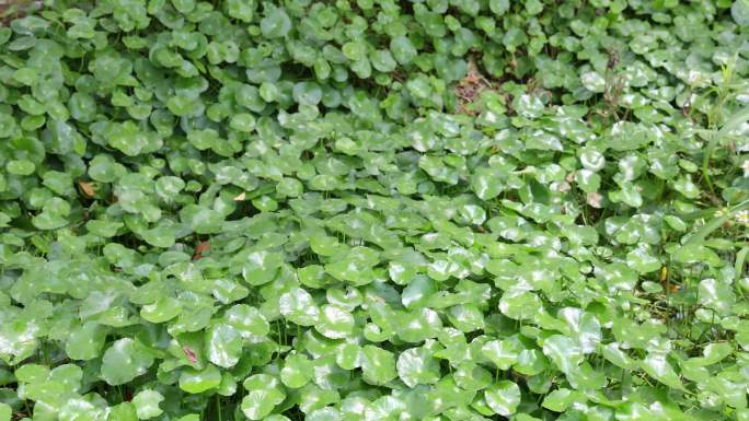 金钱草、铺地莲