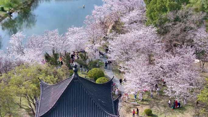 4k航拍武汉堤角公园樱花