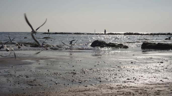 清晨阳光海边海鸥