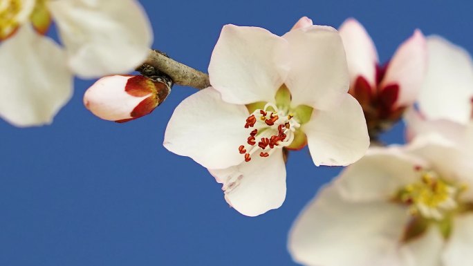 桃花   桃花开放 花开特写 春天花开