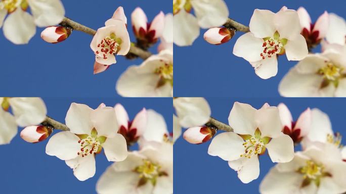 桃花   桃花开放 花开特写 春天花开