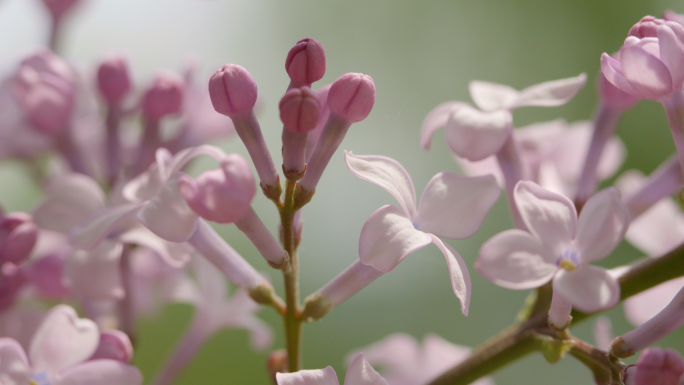 丁香花