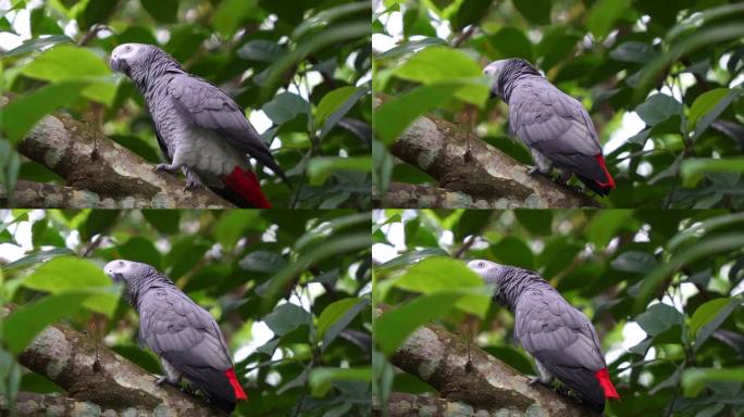 刚果非洲灰鹦鹉(Psittacus erithacus)栖息在树枝上，在森林中发出独特的叫声，特写镜