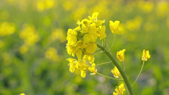 春天油菜花盛开开花