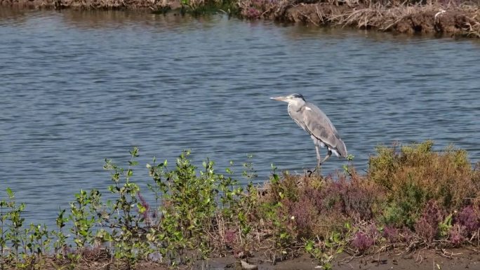 泰国灰苍鹭Ardea cinerea，炎热的夏日，镜头拉近，这只鸟用左腿站立