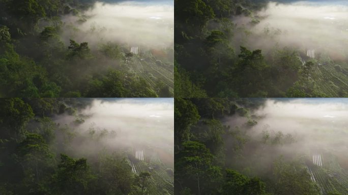 清晨雾蒙蒙的雨林。在日出的晨雾中飞过绿树。热带森林里雾蒙蒙的早晨