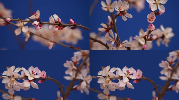 花开延时特写桃花花开过程春天春暖花开