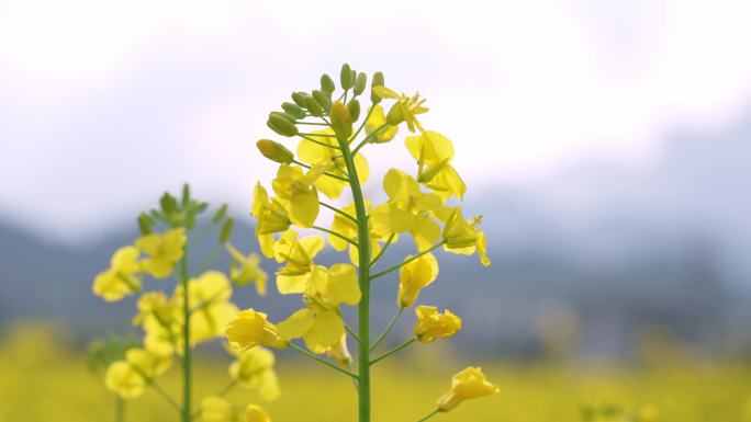 4K实拍唯美油菜花春分时节