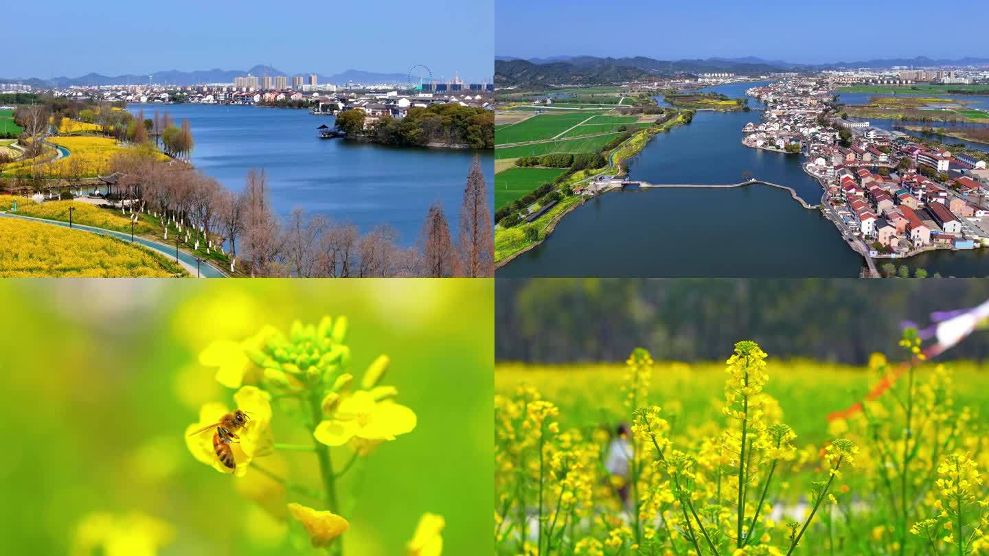 绍兴叶家堰鉴湖油菜花放风筝