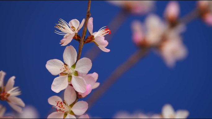 花开延时特写桃花花开过程春天春暖花开