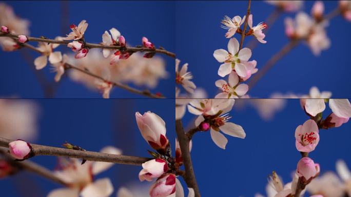 花开延时特写桃花花开过程春天春暖花开