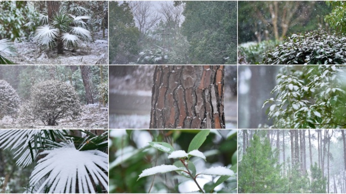 下雪雪花升格慢镜头森林下雪空镜