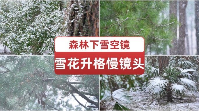 下雪雪花升格慢镜头森林下雪空镜