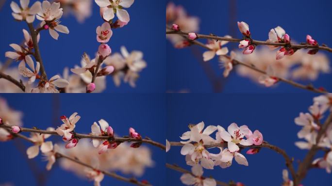 花开延时特写桃花花开过程春天春暖花开