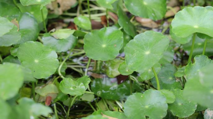 金钱草、铺地莲