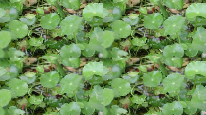 金钱草、铺地莲