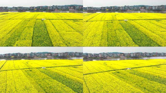 摄影师在油菜花开满的田野拍照