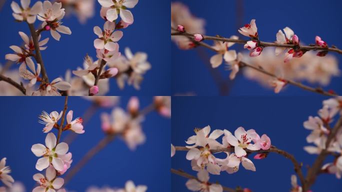 花开延时特写桃花花开过程春天春暖花开