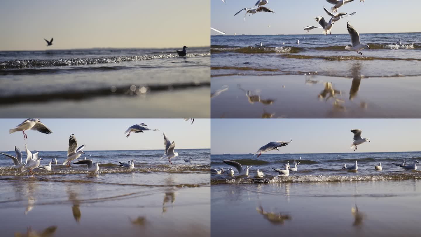 在浪涌中觅食的海鸥