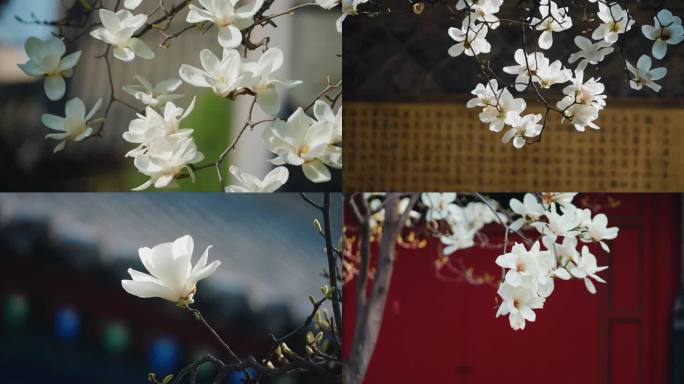 春天白色玉兰花花朵