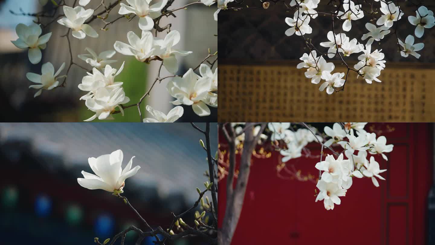 春天白色玉兰花花朵