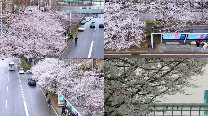 4k航拍武汉樱花光谷珞喻路大黄村车站