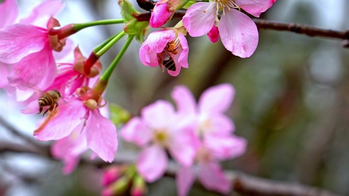 樱花和蜜蜂摄影