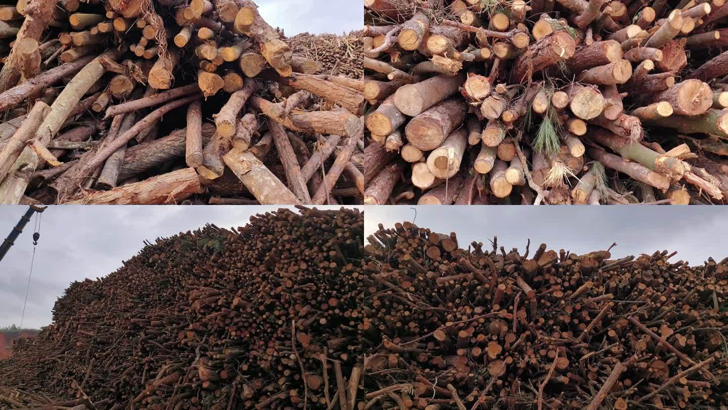 原木堆积如山林业木材基地家具胶合板加工厂