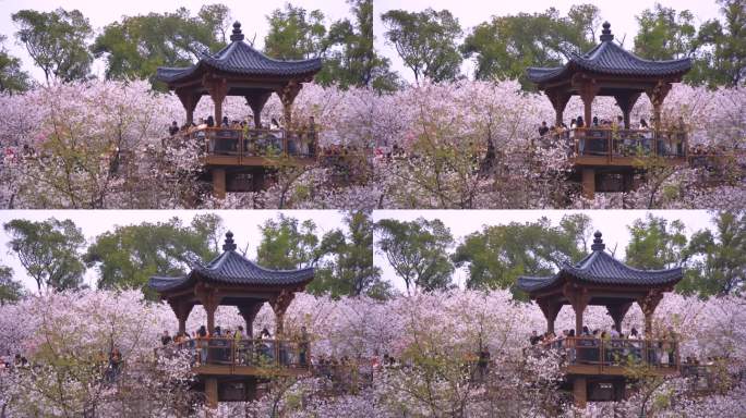 樱花盛开游客众多