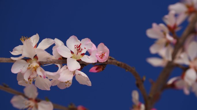 花开延时特写桃花花开过程春天春暖花开