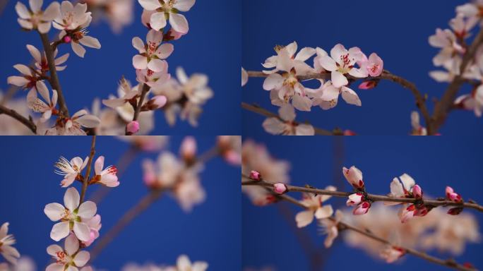 花开延时特写桃花花开过程春天春暖花开