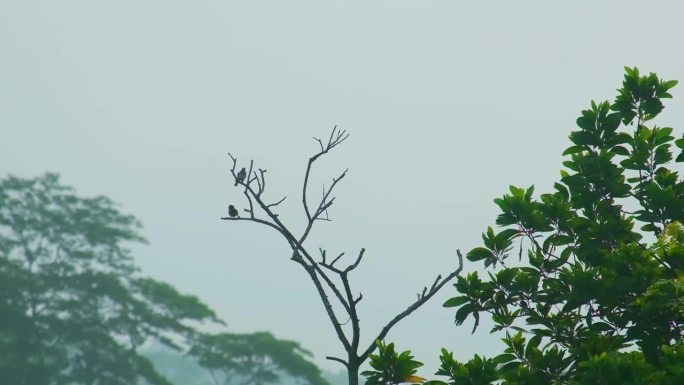 时间流逝原生亚马逊雨林鸟类在树木自然景观的顶部