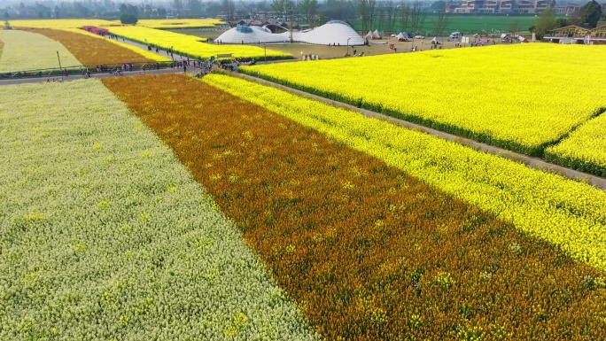 成都平原油菜花田