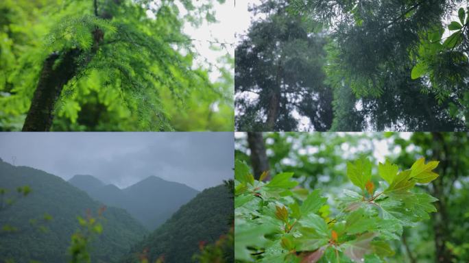 树林里的雨落在树叶上