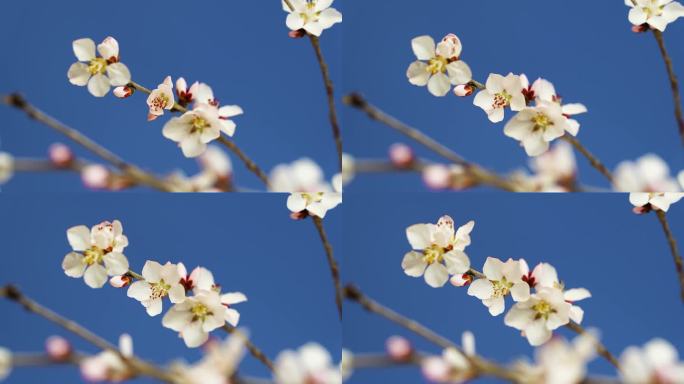 春天桃花花开 花开特写 花开延时