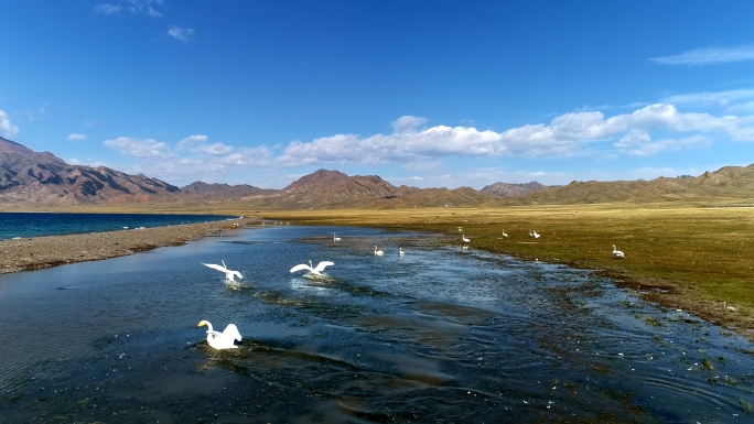 4K航拍新疆赛里木湖鸟