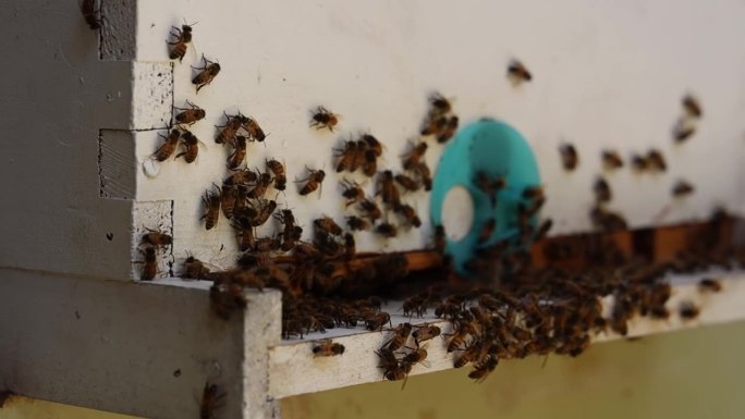 蜜蜂在白色自制蜂巢入口附近移动的对焦镜头