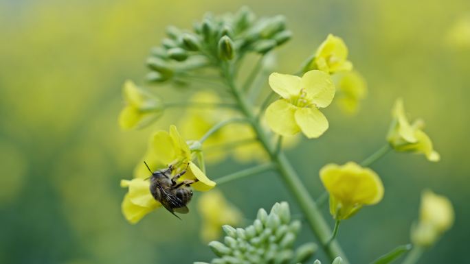 （新拍）唯美油菜花蜜蜂采蜜花丛中粮油产业