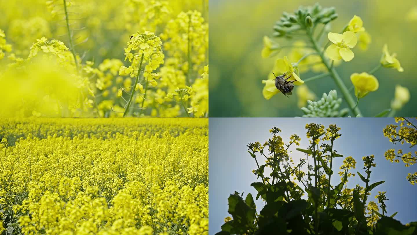 （新拍）唯美油菜花蜜蜂采蜜花丛中粮油产业