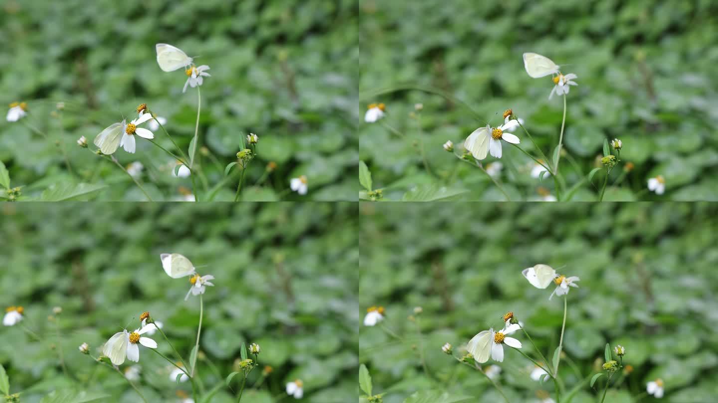 粉蝶在鬼针草花朵上吸蜜