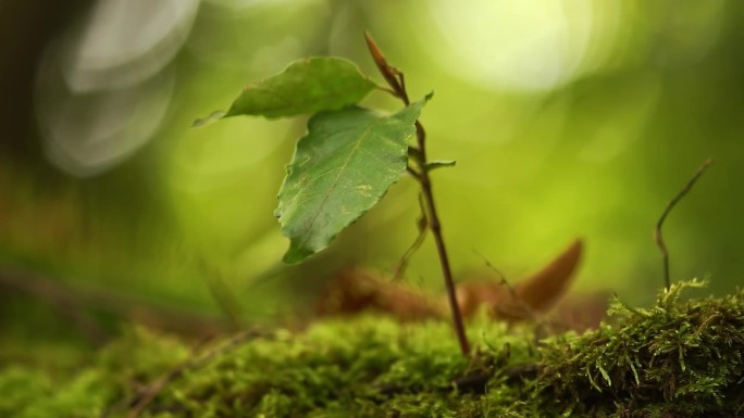 在德国下萨克森州汉诺威的森林里，一棵落叶树的树枝在暴风雨的日子里随风摇曳