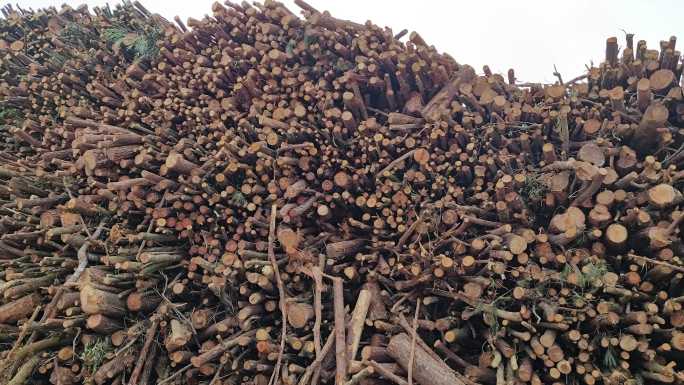 原木堆积如山林业木材基地家具胶合板加工厂