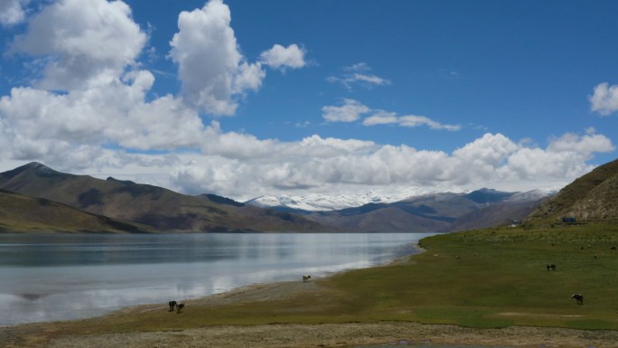 西藏雪山湖泊草原牦牛羊卓雍错